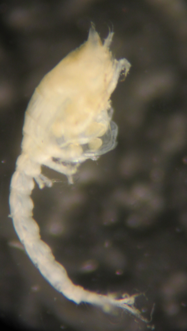 Image of Nippoleucon hinumensis